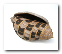 Patterned shell